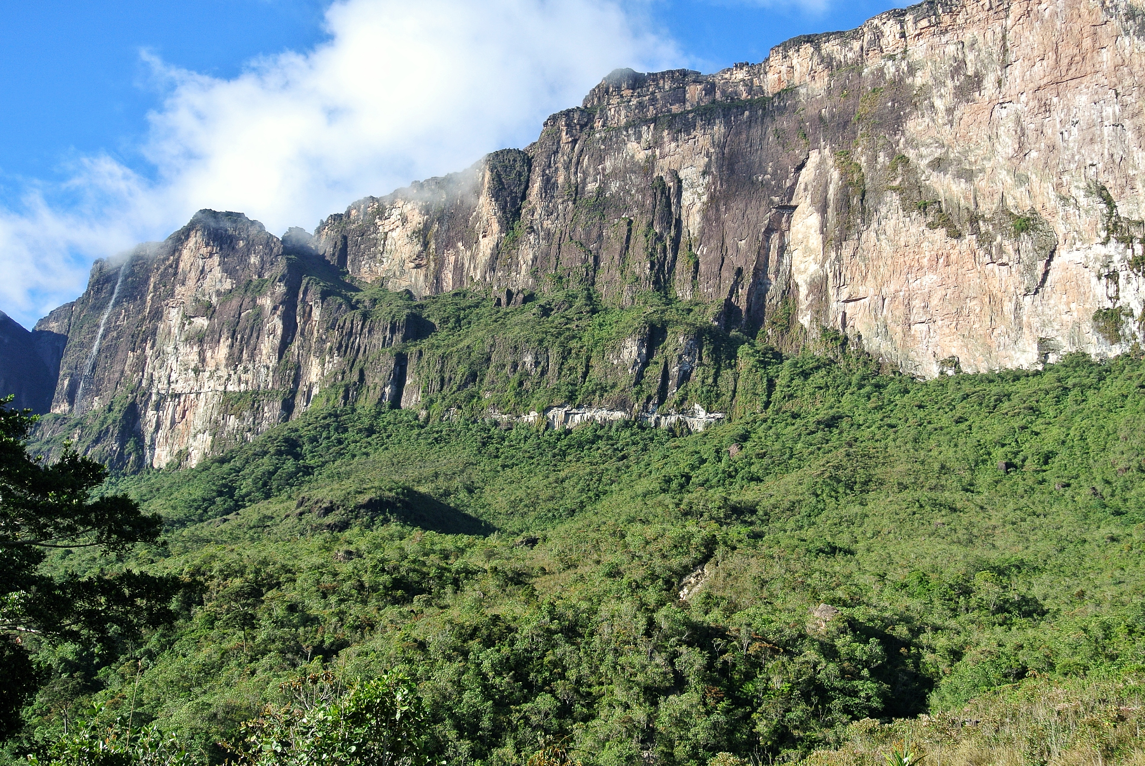 Guyana rainforest